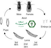 مراحل لاروی مگس سرکه